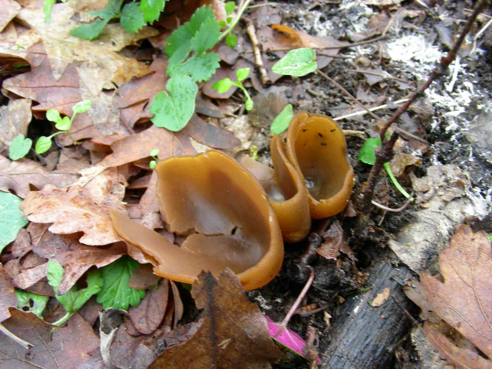 1945 Marzo vecchio ritrovamento